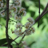 Syzygium nervosum A.Cunn. ex DC.